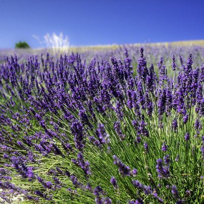Close up of lavender flowers growing in a row