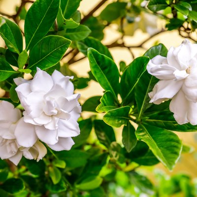 Close-up of white gardenias