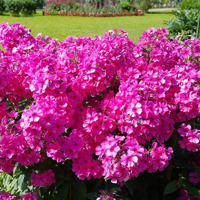 Phlox paniculata. Beautiful pink flowers in garden. Bright purple background. Gardening. Flowerbed in front or back Yard. Beauty in nature. Summer. Bright bush. Flowering plant. Polemoniaceae family.