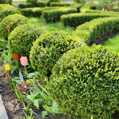 Decorative bushes of evergreen boxwoods in a landscape park.