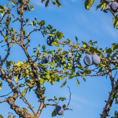 Ripe plums on a tree branch in the orchard. Organic farm or home garden