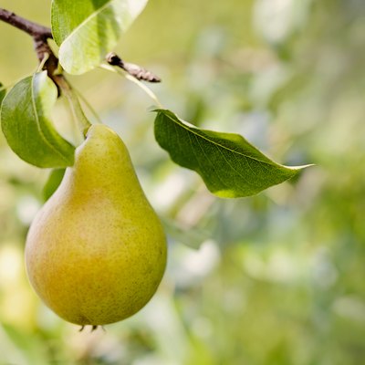 Ripe pear on a tree
