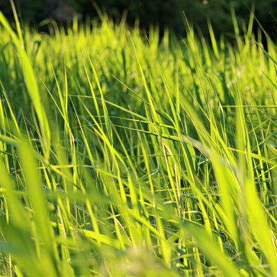 Tall Green Grass