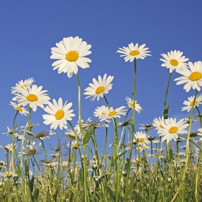 Field of daisies, low-angle view, spring.