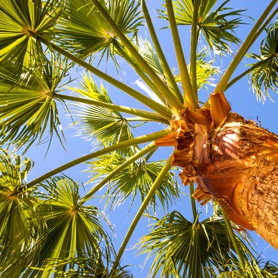 Perspective down view of fresh green palm trees in tropical region against blue vibrant sky in summer.