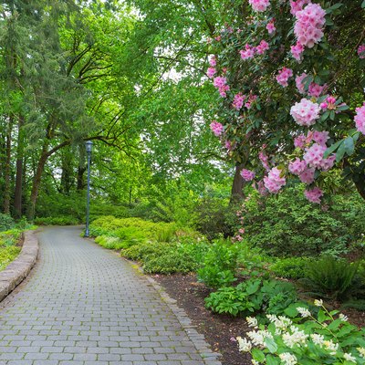 Pink Rhododendron flowers and other plants along paver brick path in garden.