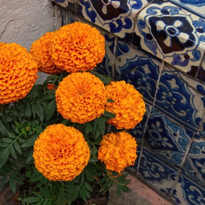 Potted marigold next to an old blue and white tiled outdoor bench.