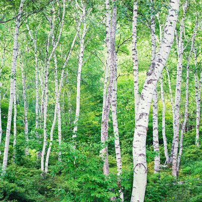 Forest of a white birch
