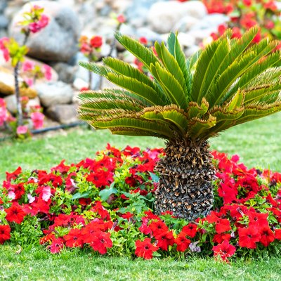 Small green palm tree surrounded with bright blooming flowers growing on grass covered lawn in tropic yard.