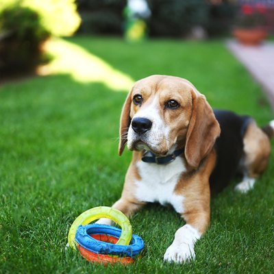 An adorable beagle dog sitting in a yard with a toy.