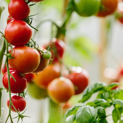 Tomato Cluster In Greenhouse