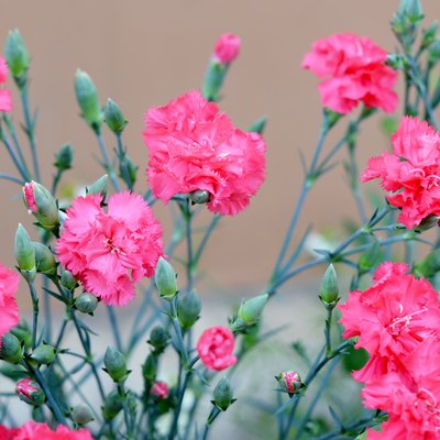 Pink carnations blooming in garden.