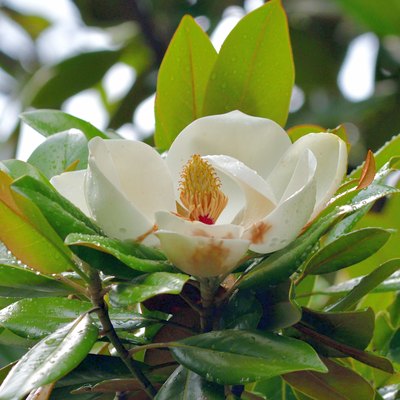 Magnolia grandiflora / Southern Magnolia / Bull Bay Flower