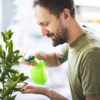 Adult man watering and spraying house plant with water
