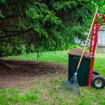Pine needles filling a large pail on a red dolly with a lawn rake next to a large pine tree in a back yard