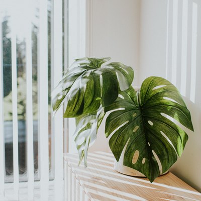 Open vertical blinds with houseplant.