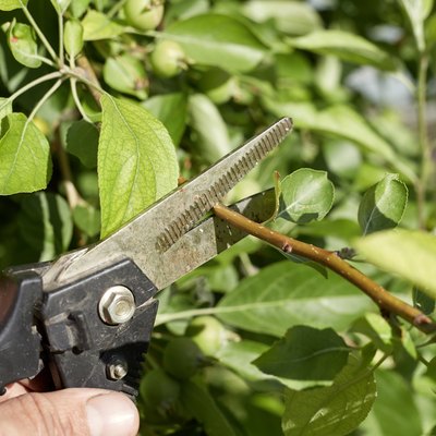 Pruning branches and leaves of an apple tree; taking care of fruit plants.