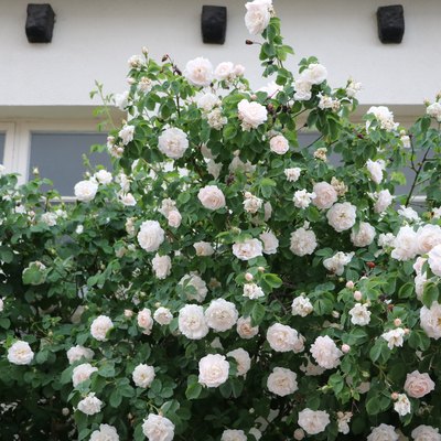 White roses in a garden in Visby, Sweden
