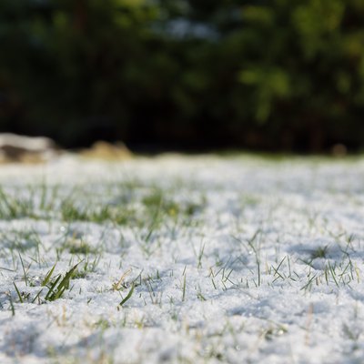 Spring frost, green grass covered with white snow.