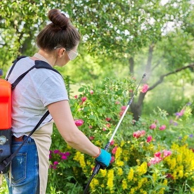 Woman with backpack garden spray gun under pressure handling bushes with blooming roses