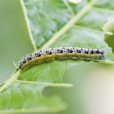 Cabbage White Caterpillar. Close up of Cabbage White Caterpillar eating holes in cabbage leaf.