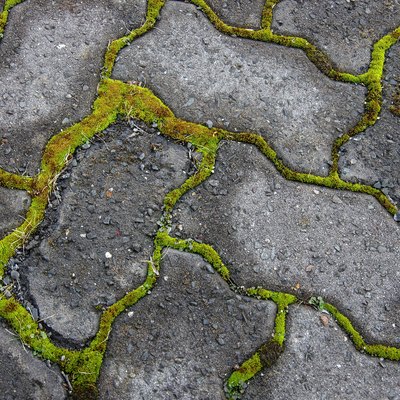 Moss growing between interlocking grey paving stones