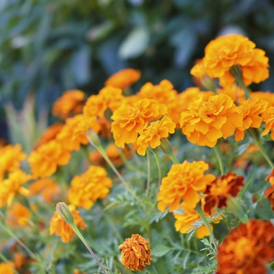 Red and yellow flowers marigolds lat. Tagetes is a genus of annual and perennial plants of the Asteraceae family.