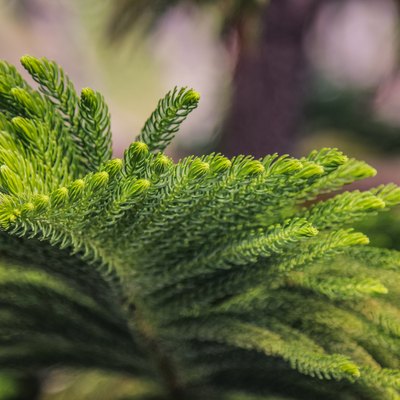 Norfolk Island Pine on nature blurred background. Close up Norfolk Island Pine on green nature. Araucaria heterophylla. Element design nature and green environment concept