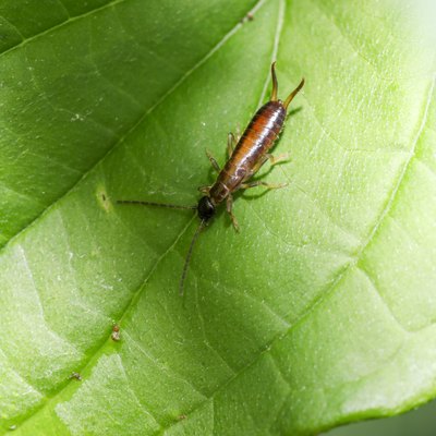 Earwig photographed on leaf with macro lens in the studio.