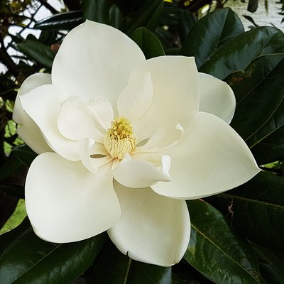 Magnolia flower closeup.