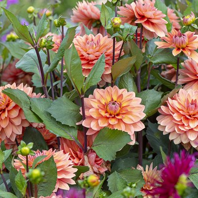 Close-up image of the beautiful summer flowering orange 'Waterlily' Dahlias and buds in soft sunshine