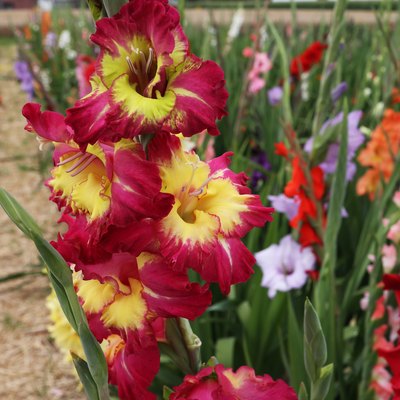 Beautiful natural gladiolus flower in the garden.