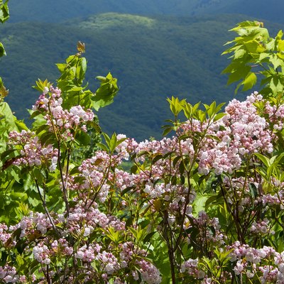 Blooming Pink Mountain Laurel