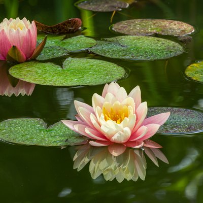 Two pink water lilies in garden pond.