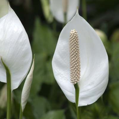 White flowers of Spathiphyllum cochlearispathum or peace lily in garden
