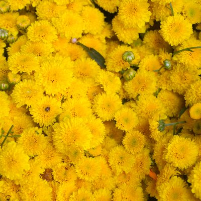 Beautiful natural yellow floral pattern, flowers for decorations