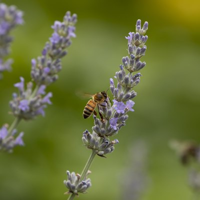 Bee and lavender