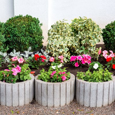flower bed with leafy bushes and gray stone flowerpots with a blooming petunia, decor of the backyard.