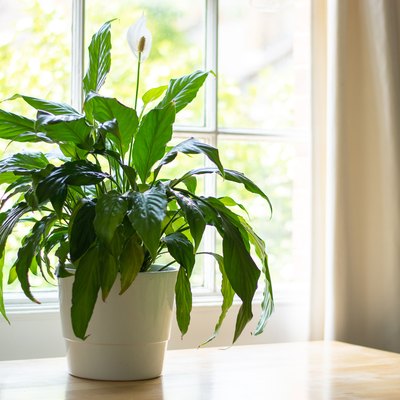 Peace lily plant in a bright room.