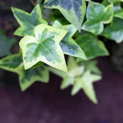 Ivy leaves close up