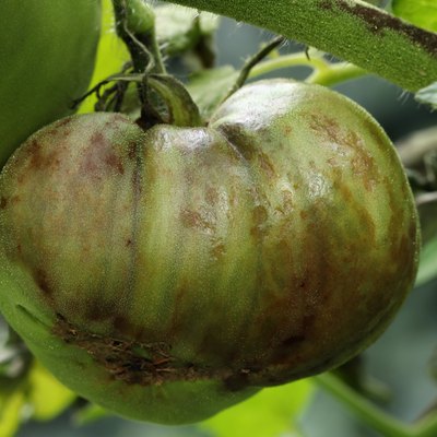 Tomato plant and unripe tomato are infected with late blight caused by fungus-like microorganism Phytophthora infestans. Stem, branches, leaves and fruits have dark brown or grey spots and lesions.