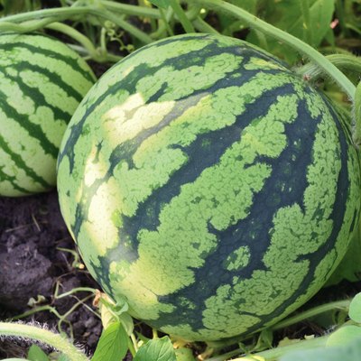 three watermelons growing in the garden closeup
