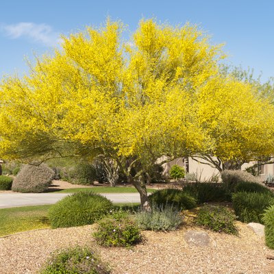 Palo Verde Tree In Bloom