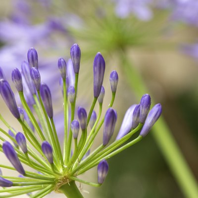Close-up of agapanthus (lily-of-the-nile) buds and blossoms