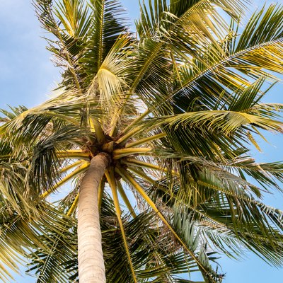 The coconut tree (Cocos nucifera), palm tree, view from the bottom, large leaves, blue sky background, Maldives.