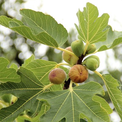 Figs hanging from a tree