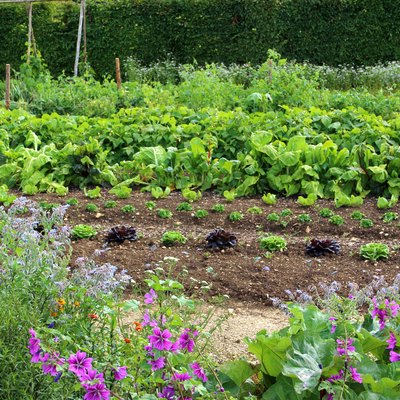 Big vegetable garden