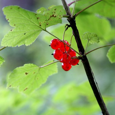 Wild red currant.