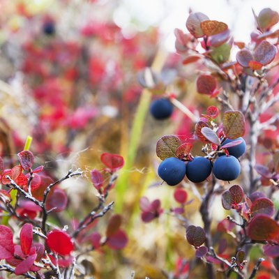 Lowbush Blueberry In Fall Colors Near the Noatak River, Brooks Range