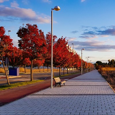 Pedestrian avenue with a row of Schubert Chokecherry trees (Prunus virginiana 'Schubert') with their characteristic red autumn color